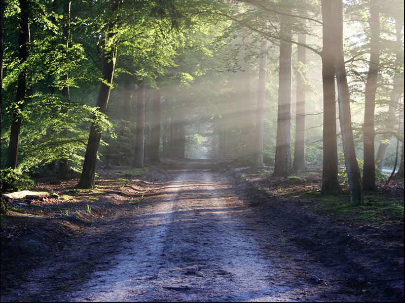 Ein Waldweg 